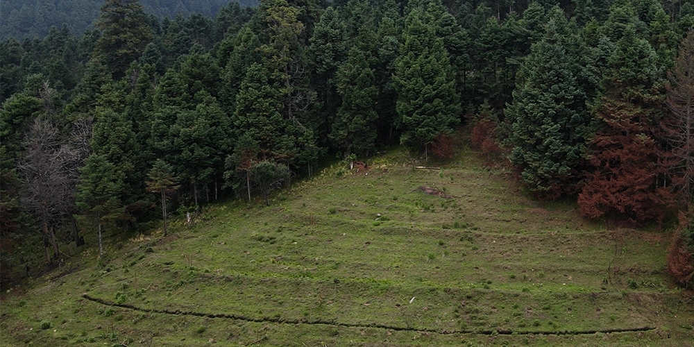 Bosques limpios y conservados gracias a las campañas ambientales de Limpiando México