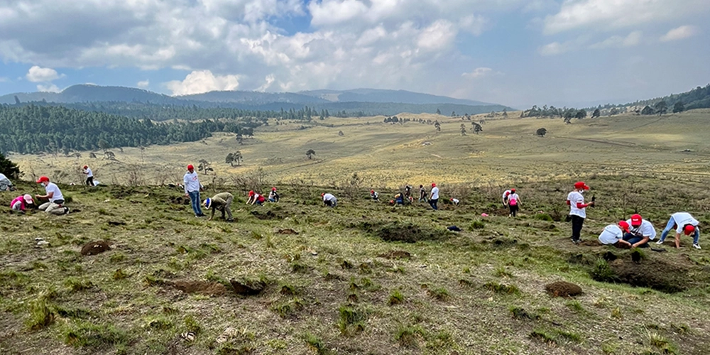Campaña de reforestación 2026 — voluntarios plantando árboles nativos en México